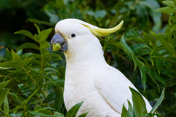 Sulphur-crested cockatoo (Cacatua galerita)