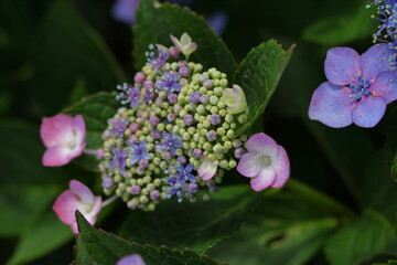 咲き始めたガクアジサイ