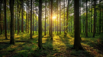 Naklejka premium Misty Morning in a Green Pine Forest