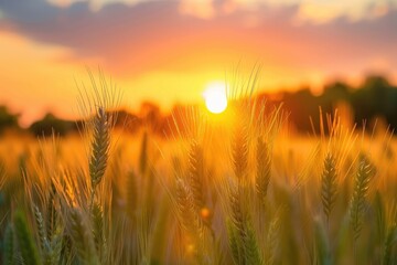 Naklejka premium A field of wheat with a sun in the sky