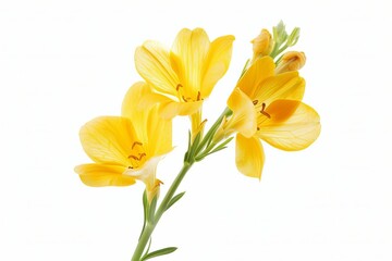 Obraz premium Yellow Freesia Isolated on White Background. Beautiful Freesia Flower