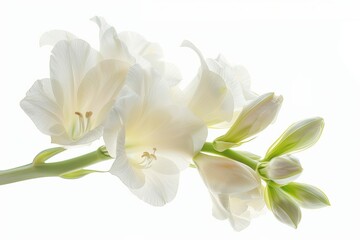 Fototapeta premium White Freesia Isolated on White Background. Beautiful Freesia Flower