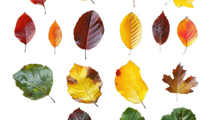 Obraz premium Collection of colored fallen autumn leaves on transparent background