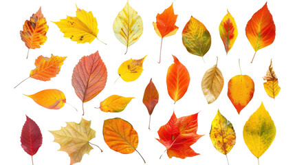 Collection of colored fallen autumn leaves on transparent background