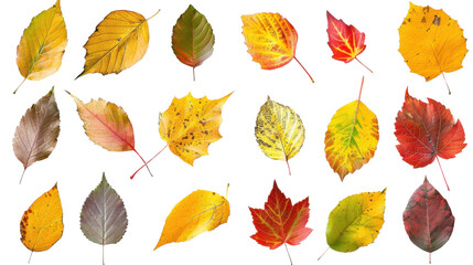 Obraz premium Collection of colored fallen autumn leaves on transparent background