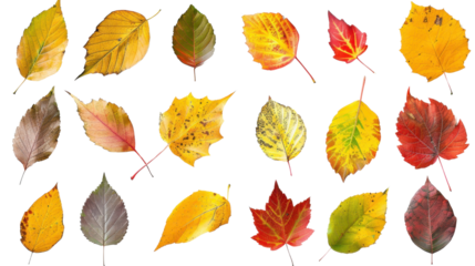 Collection of colored fallen autumn leaves on transparent background