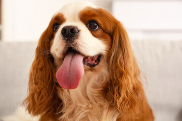 Adorable cavalier King Charles spaniel sitting on sofa at home
