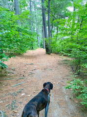 Brindle brown dog on leash on hiking trail in forest