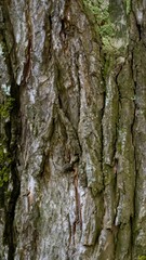 Bark of a tree 