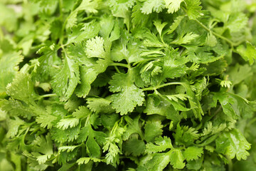 Fresh green coriander leaves as background, top view
