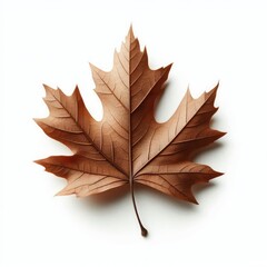 Close up of natural brown dry or dead leaf in autumn season isolated on a white background
