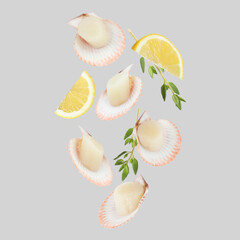 Scallops with shells, thyme and lemon falling on grey background
