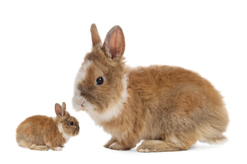 Obraz premium Mother rabbit and baby bunny isolated on white