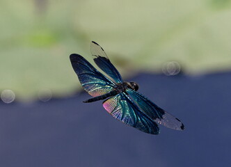 チョウトンボの飛翔02