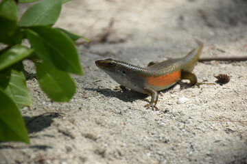 A Scincidae, foraging in a farmer's garden, on an Indonesian island, photographed at close range, shows the diversity of the area's biological systems.