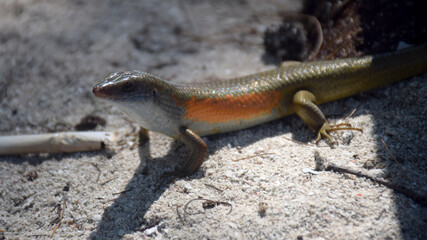A Scincidae, foraging in a farmer's garden, on an Indonesian island, photographed at close range, shows the diversity of the area's biological systems.