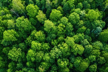 Fototapeta premium Aerial view of lush green forest canopy. Concept of nature, environment, conservation, and sustainability