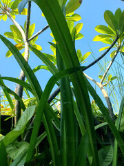 Obraz premium Beautiful images of Red Canna plants often grown on residential balconies in Vietnam, plants, ornamental plants, red canna plants, balconies,, sky, clouds, ideas, designs, decorations, and exterior.
