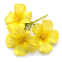 Obraz premium Yellow Primrose Isolated on White Background. Beautiful Primrose Flower
