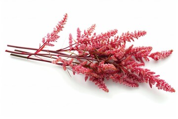 Naklejka premium Red Astilbe Isolated on White Background. Beautiful Astilbe Flower