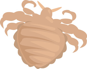 Pubic louse insect crawling on a white background