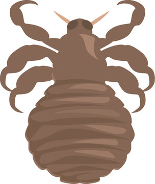Louse clip art preview