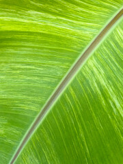 Green leaf texture for natural background