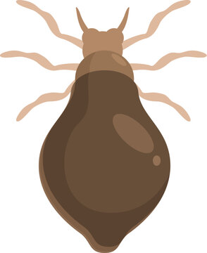 Deer ked is showing its large abdomen with tiny head and legs