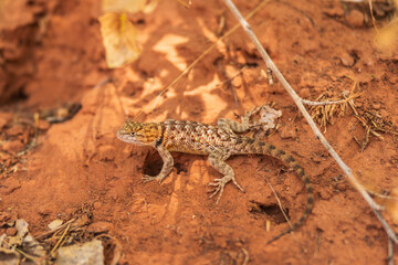 desert spiny lizard in the early morning sand