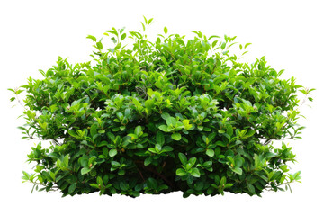 Obraz premium green bush isolated on white background