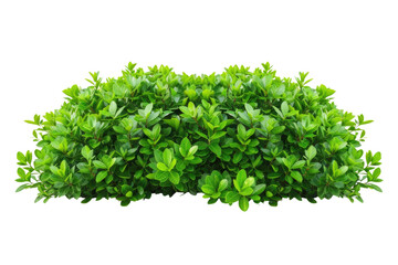 Obraz premium green bush isolated on white background