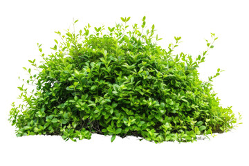 Obraz premium green bush isolated on white background