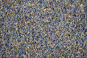 Lavanda ou alfazema seca.