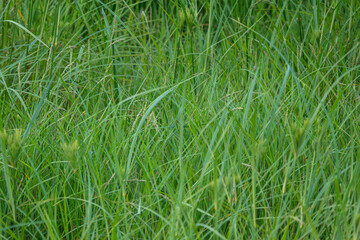 Green fresh natural grass lawn close-up full frame shot. 
