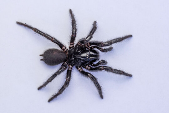 Australian highly venomous Sydney Funnel-web Spider