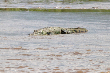 An American crocodile in Costa Rica