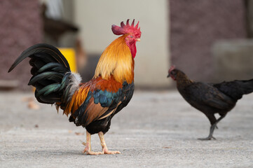 Selective focus of chicken walking.