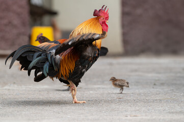 Rooster is standing on the floor and moving the wing.Selective focus.
