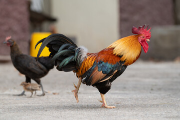 Selective focus of chicken walking.