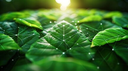 spider web with dew drops
