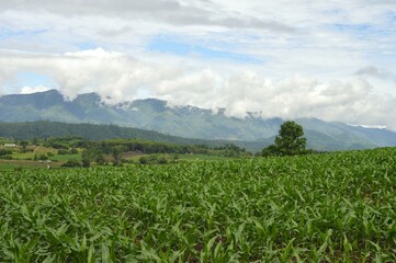 corn field in the mountains