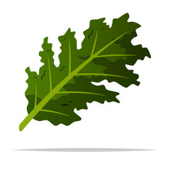 Fototapeta premium Kale vegetable vector isolated illustration