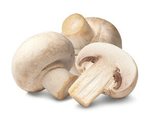 マッシュルーム / mushrooms 