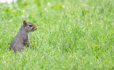 Grey squirrel standing in the grass.