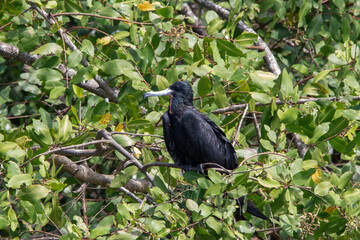 Magnificent frigatebirds in Costa Rica