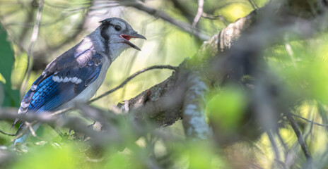 Juvenile blue jay perched in a tree.