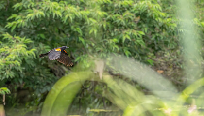 Red-winged blackbird flies past lush trees in summer.
