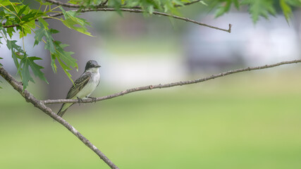 Eastern kingbird perched on a tree branch.