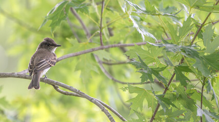 Eastern phoebe perched in a tree.