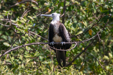 Fototapeta premium Magnificent frigatebirds in Costa Rica